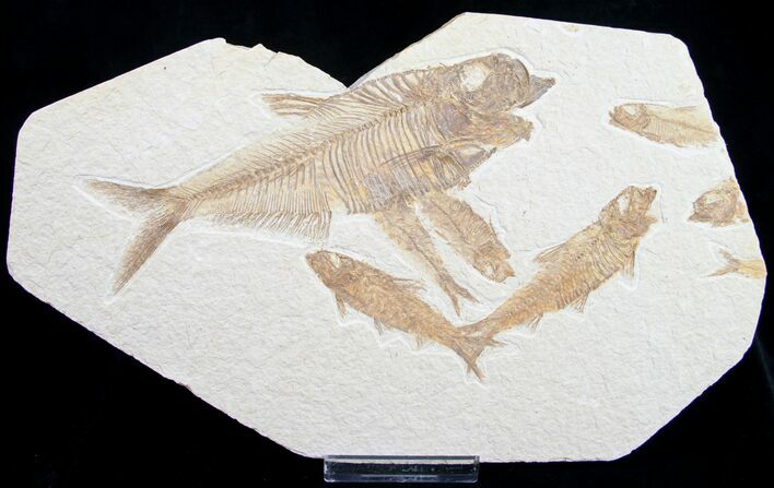 Large Diplomystus & Knightia Fossil Fish Plate #10043
